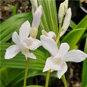 Bletilla Striata 'Variegata'